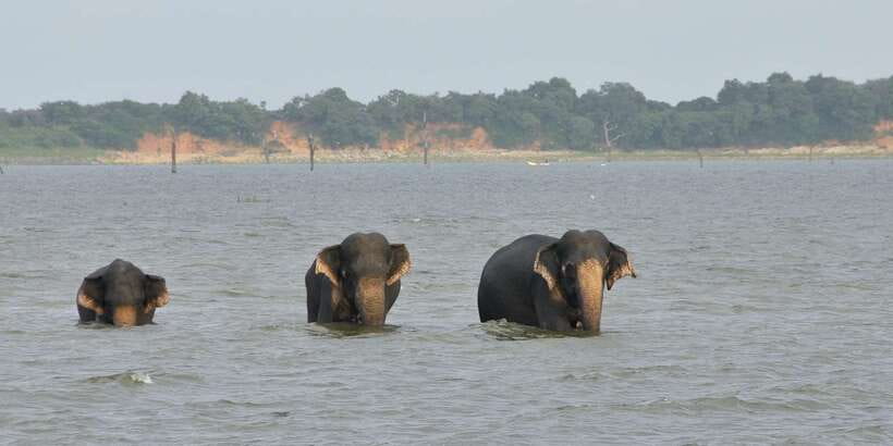 All inclussive Udawalawa National Park Safari From Colombo - Lunch at a local hotel, with one important catch