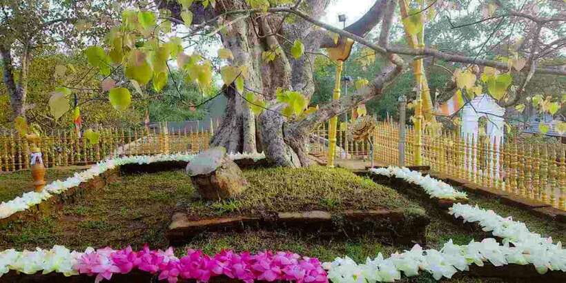 Anuradhapura & Aukana: Private Day Tour From Habarana - What the private vehicle adds to the day