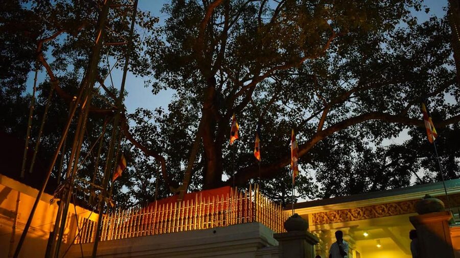 Anuradhapura & Aukana: Private Day Tour From Habarana - Is $155 per person fair value?