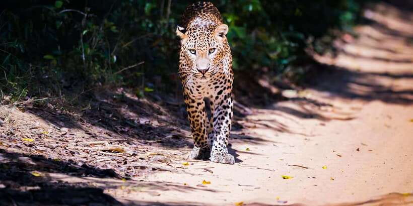 Anuradhapura: Full-Day Wilpattu All Inclusive Private Safari - Key points to know before booking