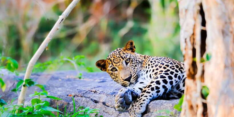 Anuradhapura: Full-Day Wilpattu All Inclusive Private Safari - The customized jeep and private format