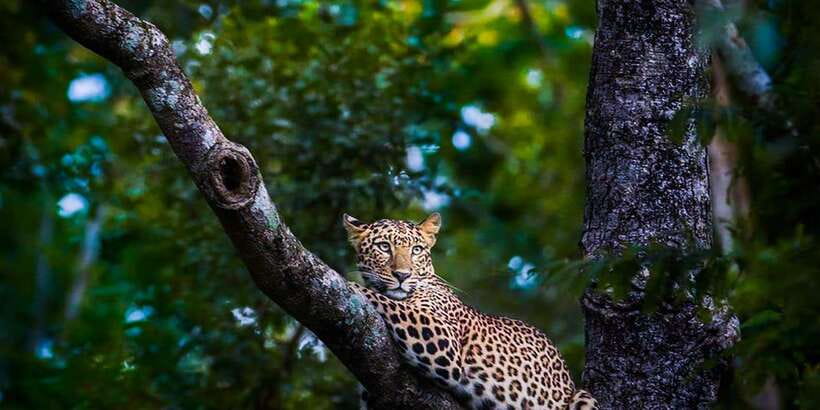 Anuradhapura: Full-Day Wilpattu All Inclusive Private Safari - Morning game drive: forests, lakes, and leopard country
