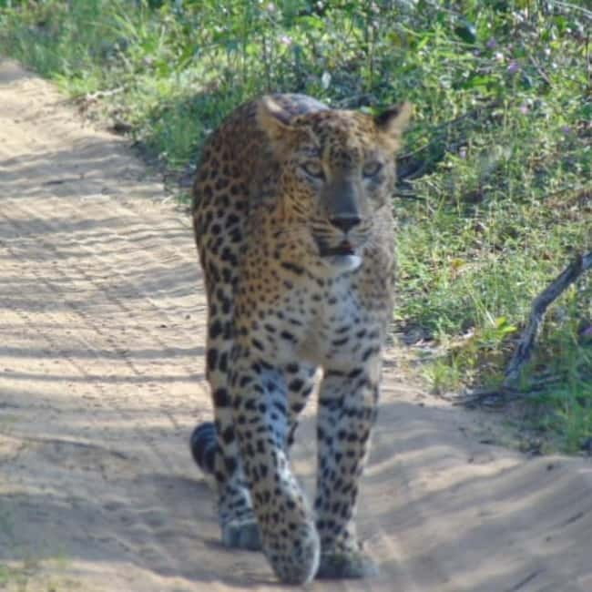Anuradhapura: Full-Day Wilpattu All Inclusive Private Safari - Afternoon search for bears, deer, crocodiles, and birds