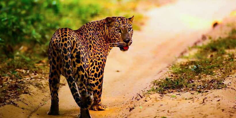 Anuradhapura: Full-Day Wilpattu All Inclusive Private Safari - Who should book this Wilpattu safari