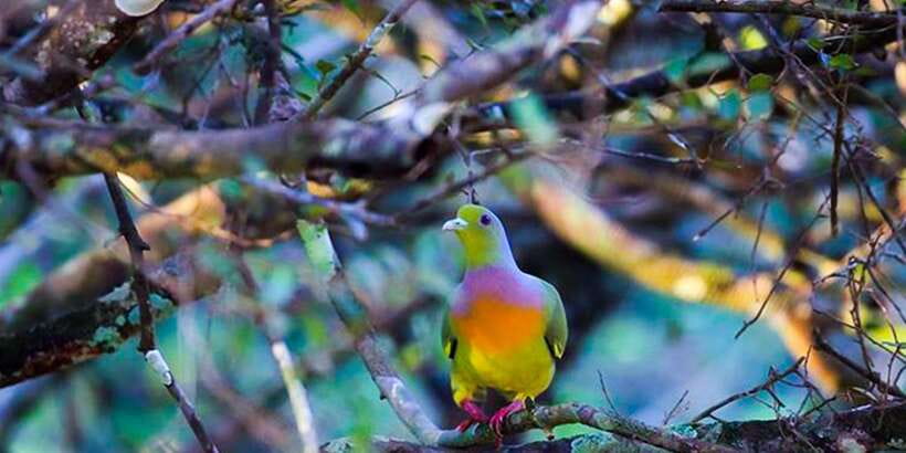 Anuradhapura: Full-Day Wilpattu All Inclusive Private Safari - From Anuradhapura to the park entrance