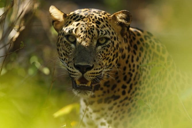 Anuradhapura: Full-Day Wilpattu National Park Private Safari - Key points to know before booking