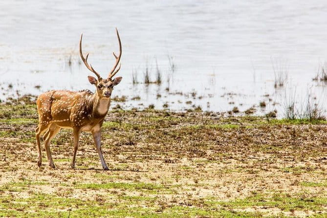 Anuradhapura: Full-Day Wilpattu National Park Private Safari - Why Wilpattu makes a better safari choice for some visitors