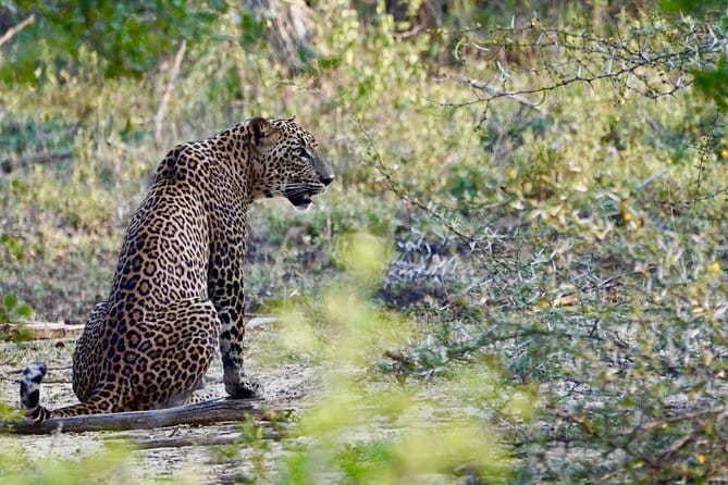 Anuradhapura: Full-Day Wilpattu National Park Private Safari - What the $130 price really covers