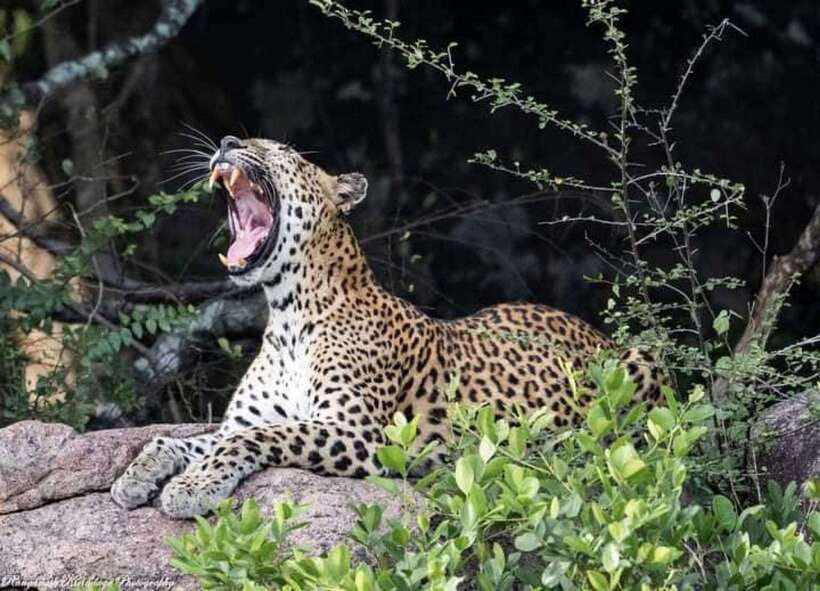 Arugam Bay: Kumana National Park Safari - From Arugam Bay to Kumana’s wetlands