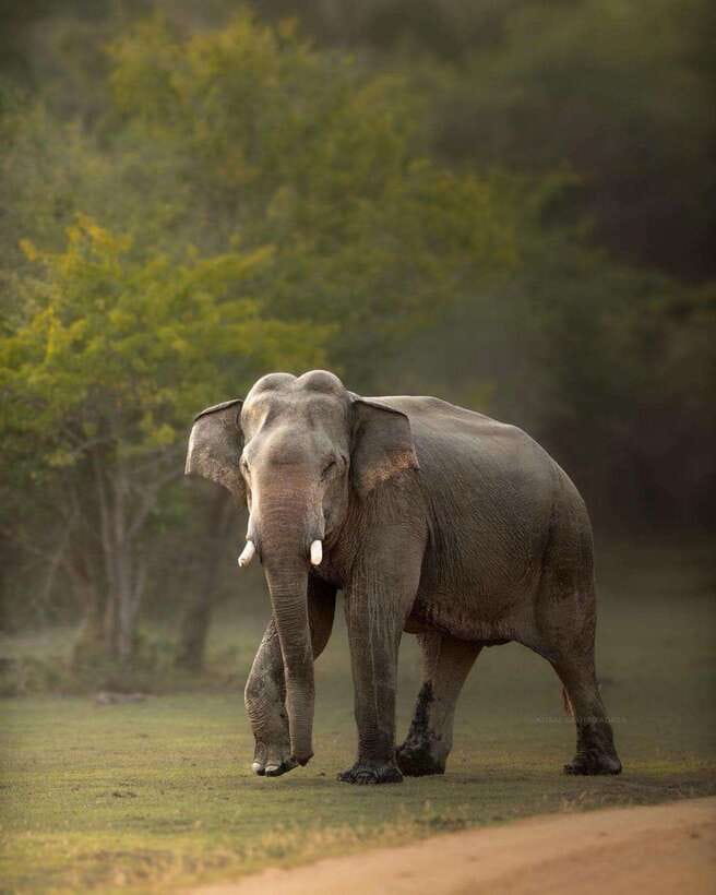 Arugam Bay: Kumana National Park Safari - Why Kumana works well for birdwatching