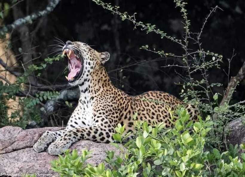 Arugam Bay: Kumana National Park Safari - Comfort, safety, and suitability