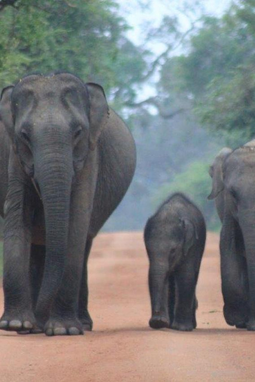 Arugam Bay: Yala Safari & DropOff in Ella - Safari + Transit - Two game-drive periods inside Yala Block 1