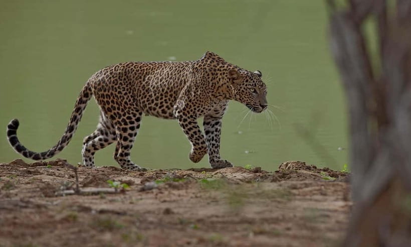 Arugam Bay: Yala Safari & DropOff in Ella - Safari + Transit - Is $84 good value?