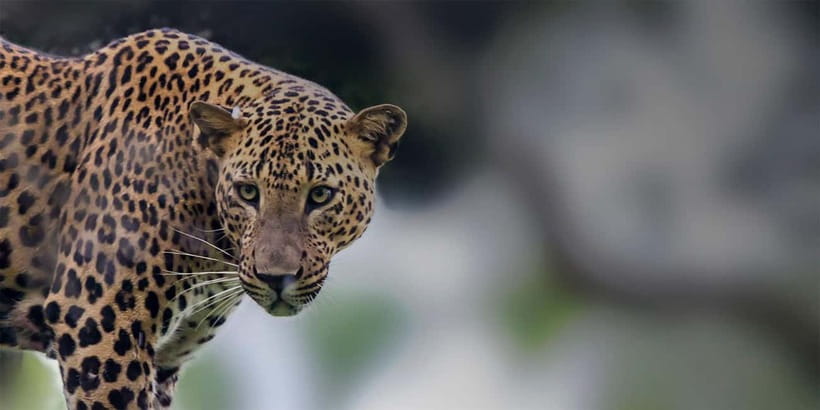 Arugam Bay: Yala Safari & DropOff in Ella - Safari + Transit - The change from road vehicle to safari jeep