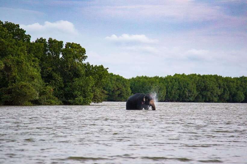 Arugambay :Pottuvil Lagoon Mangrove Eco Boat Safari Tours - Five things to know before you go