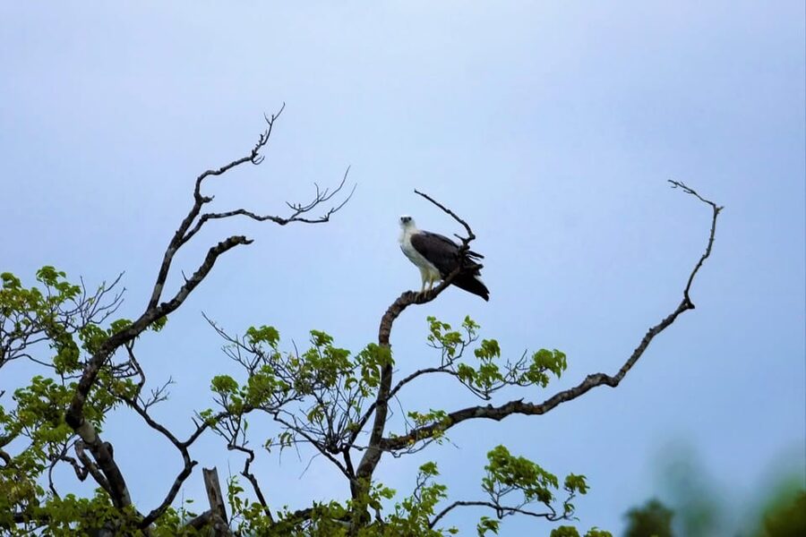Arugambay :Pottuvil Lagoon Mangrove Eco Boat Safari Tours - The real prize: elephants at the water