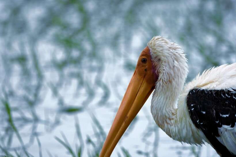 Arugambay :Pottuvil Lagoon Mangrove Eco Boat Safari Tours - What the $32 price really covers