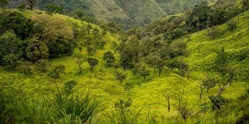 ATV Ride in Ella - Tea fields, jungle tracks, and the Ella Gap