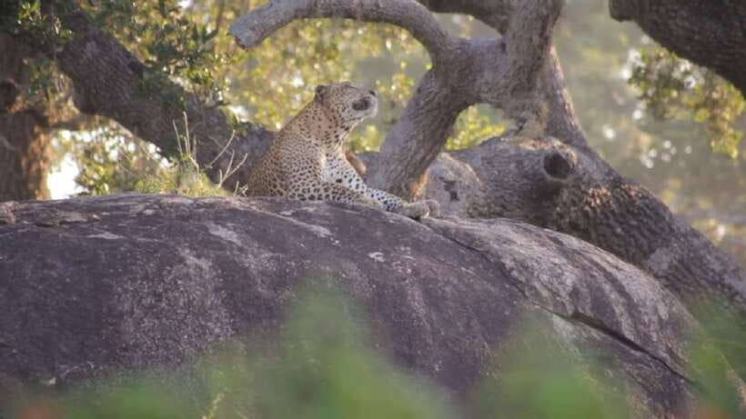 Bentota: 2-Day Private Tour Wild; Wonders And Galle Fort - The six details that shape the trip