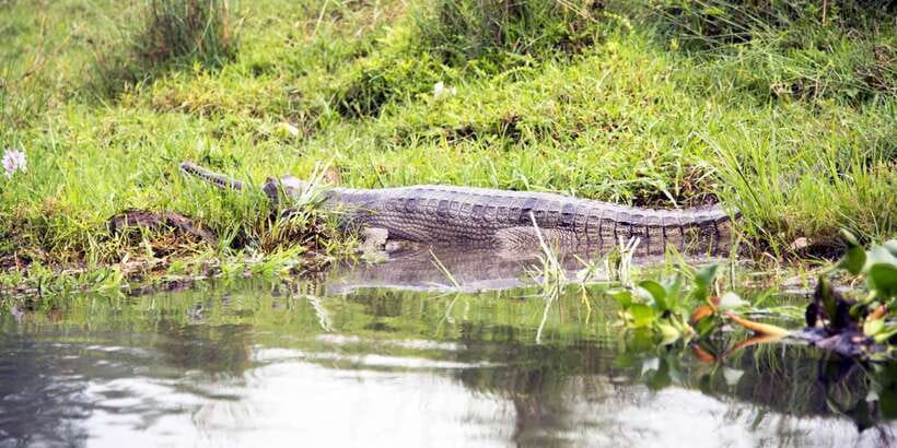 Bentota beach, River Mangroves lagoon, Wildlife Tour - Key points to know before you book