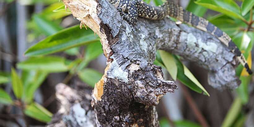 Bentota beach, River Mangroves lagoon, Wildlife Tour - Wildlife sightings are exciting, but never guaranteed