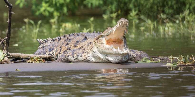 Bentota beach, River Mangroves lagoon, Wildlife Tour - Kande Vihara and the giant Buddha