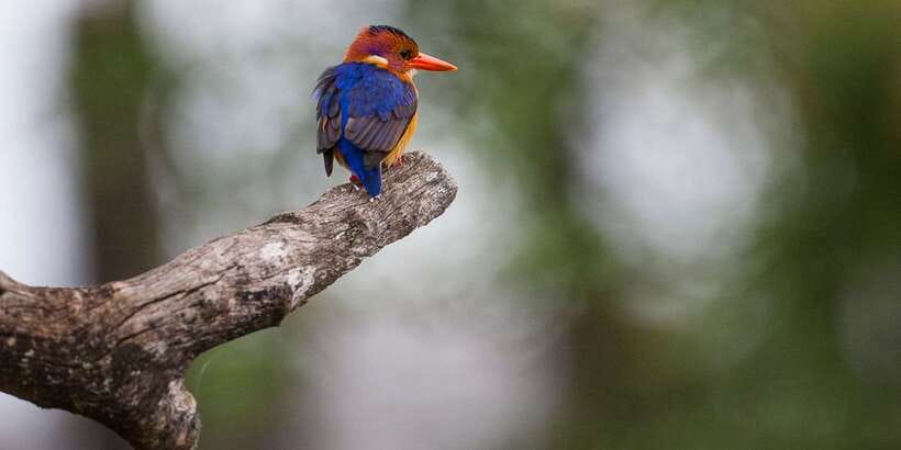 Bentota beach, River Mangroves lagoon, Wildlife Tour - Following the Bentota River into the mangroves