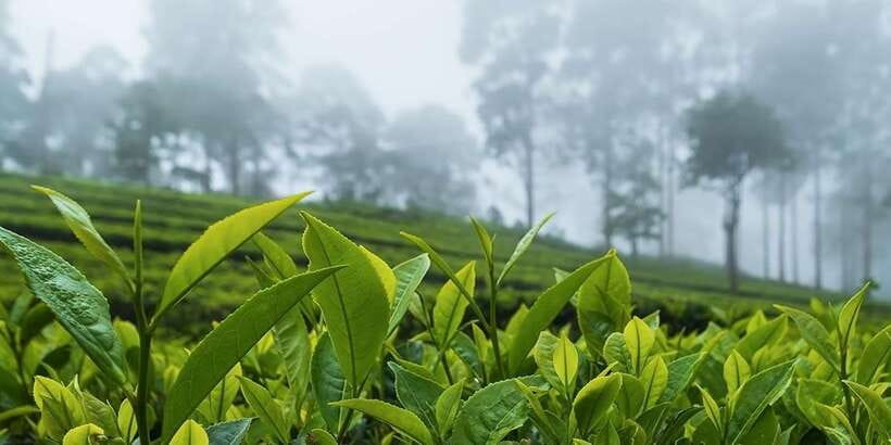 Bentota/Kalutara/Hikkaduwa/Galle/Mirissa: Day Trip to Ella - What the $114 price really covers