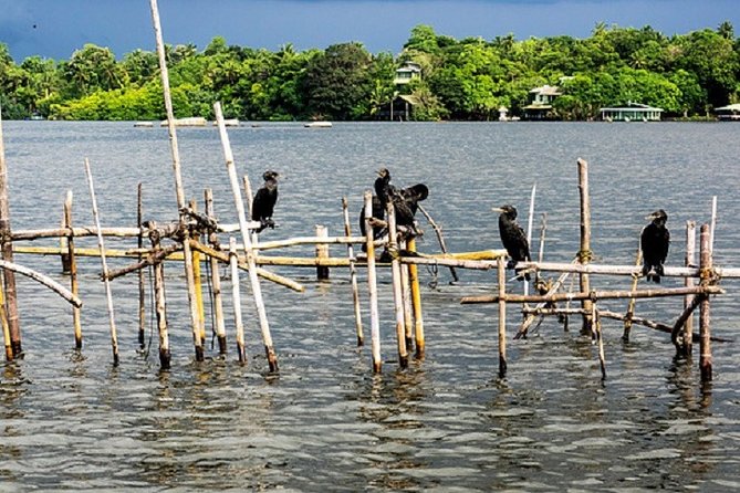 Bentota River Boat Safari with Private Boat Beruwala/Bentota/Kosgoda/Ahungalla - The two-hour private boat safari