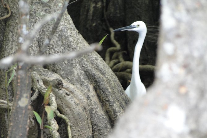 Bentota River Safari - Key points to know before you go