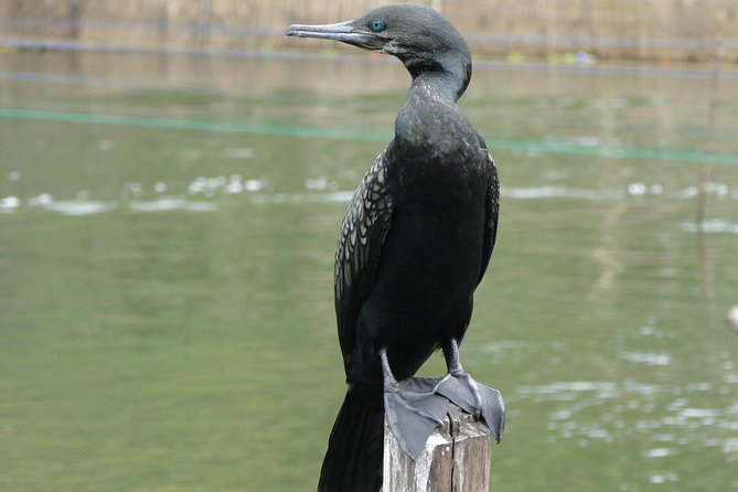 Bentota River Safari - Crocodiles, snakes, and water monitors