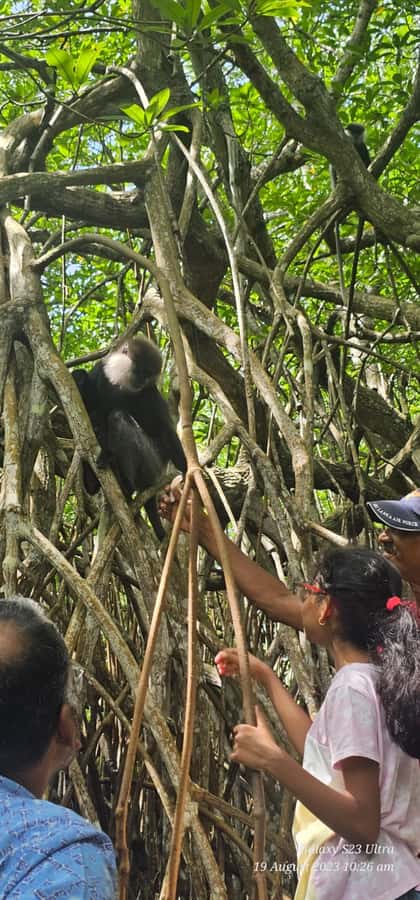 Bentota River Safari -Ahungalla/Bentota/Aluthgama/Kosgoda - Is the Bentota River Safari worth booking?
