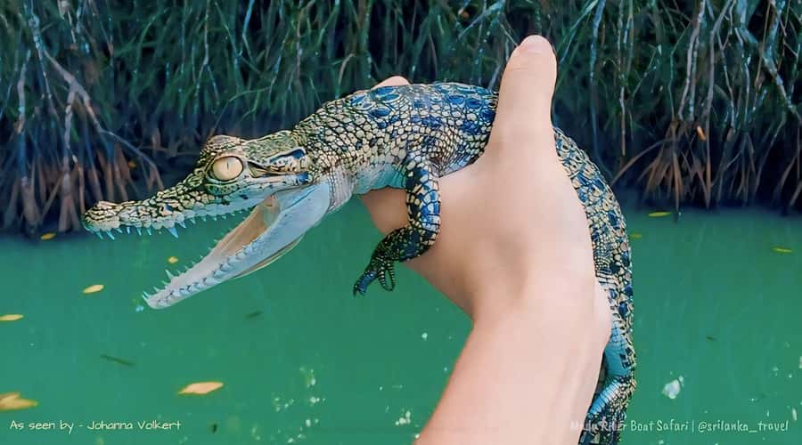 Bentota River Safari -Ahungalla/Bentota/Aluthgama/Kosgoda - What the Bentota River Safari actually offers