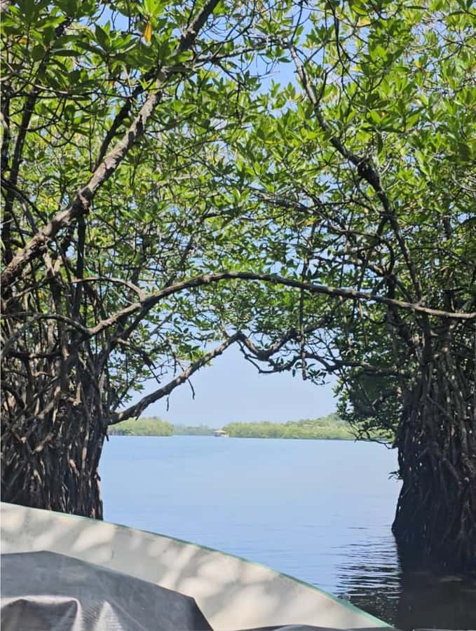 Bentota River Safari -Ahungalla/Bentota/Aluthgama/Kosgoda - Two hours among mangroves and river wildlife