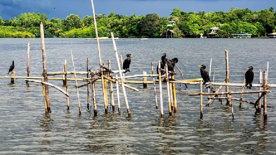 Bentota River Safari -Ahungalla/Bentota/Aluthgama/Kosgoda - Simple planning advice for the day