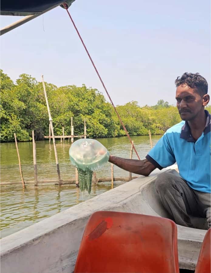 Bentota River Safari -Ahungalla/Bentota/Aluthgama/Kosgoda - Pickup from seven coastal towns