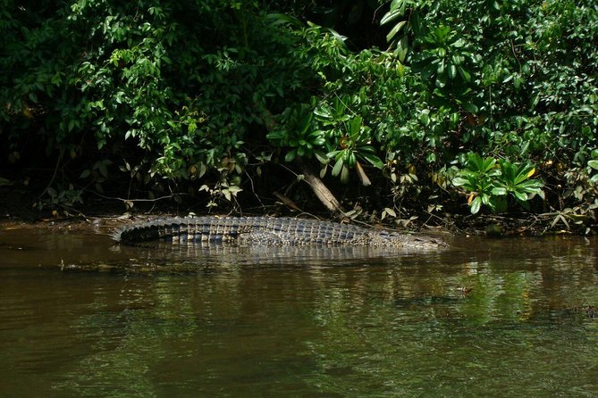Bentota River Safari By BTM (Mangrove & Wildlife Encounter) - Key points to know before you book