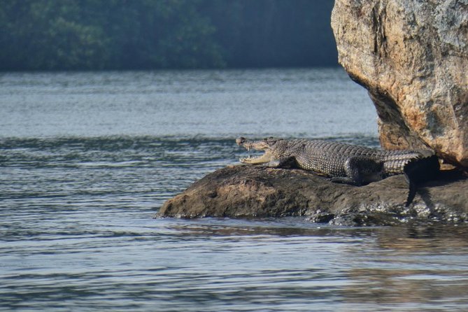 Bentota River Safari By BTM (Mangrove & Wildlife Encounter) - Pickup, comfort, and what is included