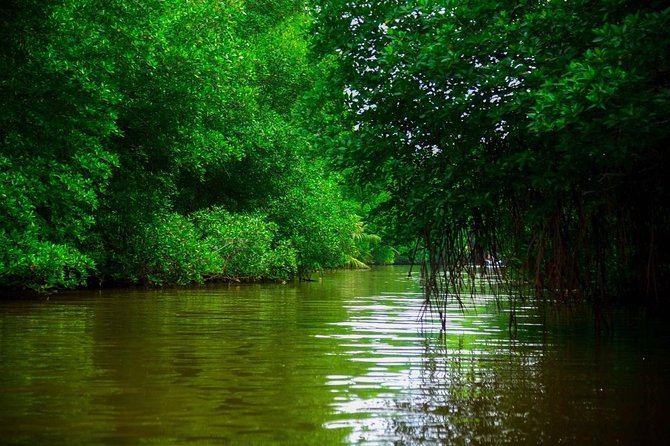 Bentota River Safari By BTM (Mangrove & Wildlife Encounter) - Weather, timing, and sensible expectations