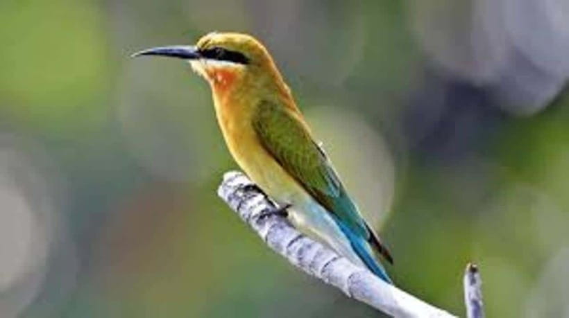 Bentota: River Safari with Hotel Pickup and Drop-Off - Starting near Bentota Bridge