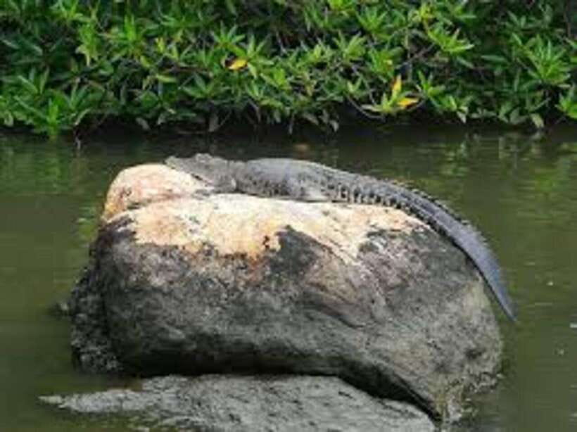 Bentota: River Safari with Hotel Pickup and Drop-Off - What the two-hour route feels like