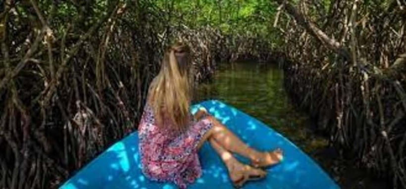 Bentota: River Safari with Hotel Pickup and Drop-Off - Mangroves, shade, and river quiet