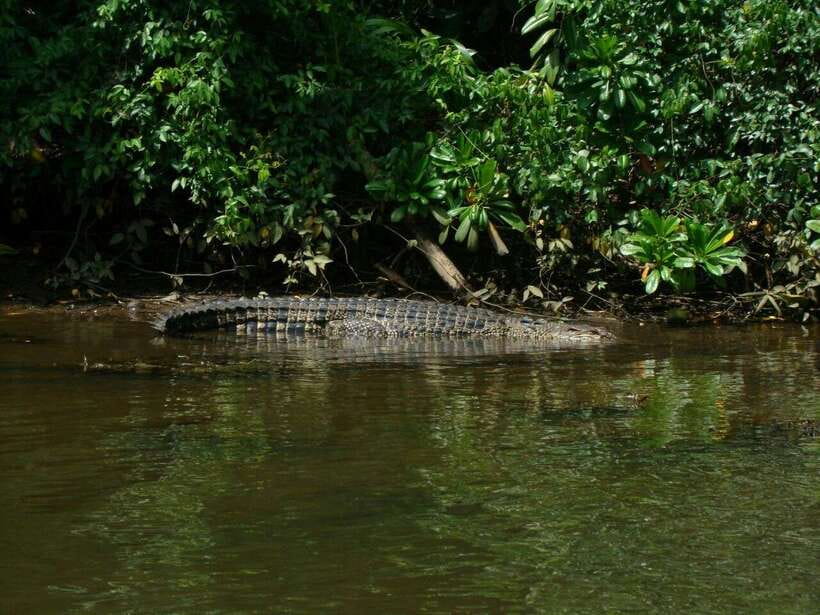 Bentota River Safari with Mangrove and Wildlife Encounter - Should You Book the Bentota River Safari?
