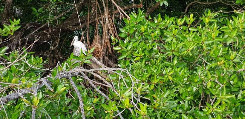 Bentota River Safari with Mangrove and Wildlife Encounter - Is $20 Good Value for This Bentota Excursion?