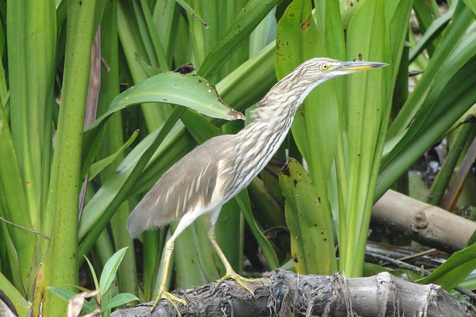 Bentota River Safari - Through the mangroves: the real heart of the trip