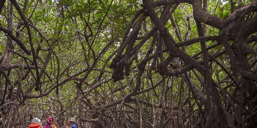 Bentota: swampboat Ride Through Mangrove Forest - Should you book the Bentota mangrove ride?