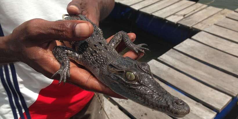 Bentota: swampboat Ride Through Mangrove Forest - A slow cruise through the mangrove lagoon