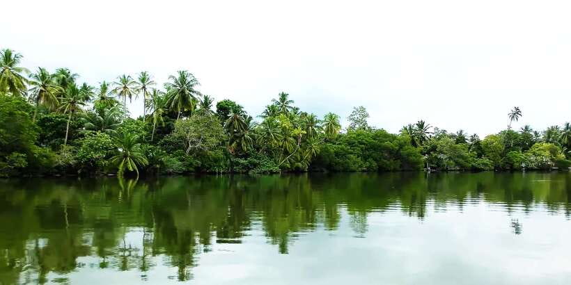 Bentota: swampboat Ride Through Mangrove Forest - Watching for crocodiles, monitors, monkeys, and birds