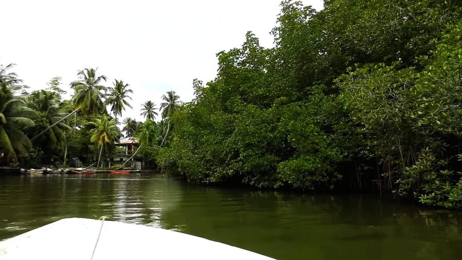 Bentota: swampboat Ride Through Mangrove Forest - Seeing Bentota from river to beach
