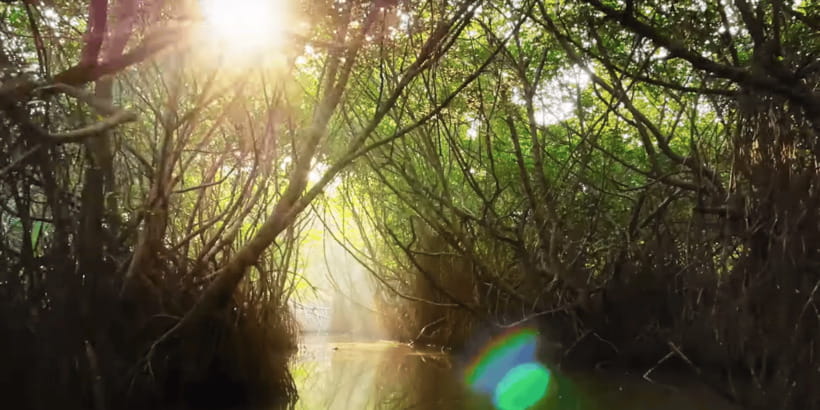 Bentota: swampboat Ride Through Mangrove Forest - Who will enjoy this two-hour boat ride?